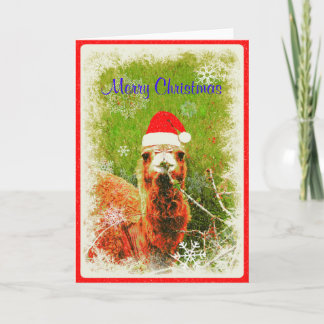 A "Mona the Camel" Holiday