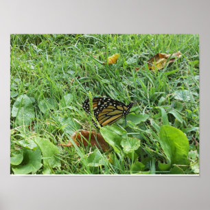 A Monarch butterfly  Poster