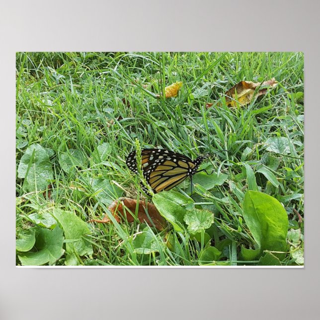 A Monarch butterfly  Poster (Front)