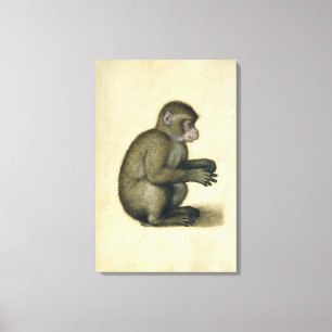 A Monkey Canvas Print