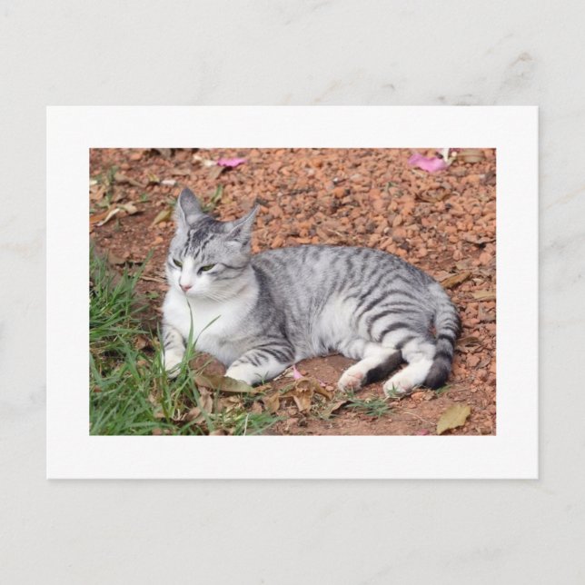 A Moon Cat PostCard (Front)