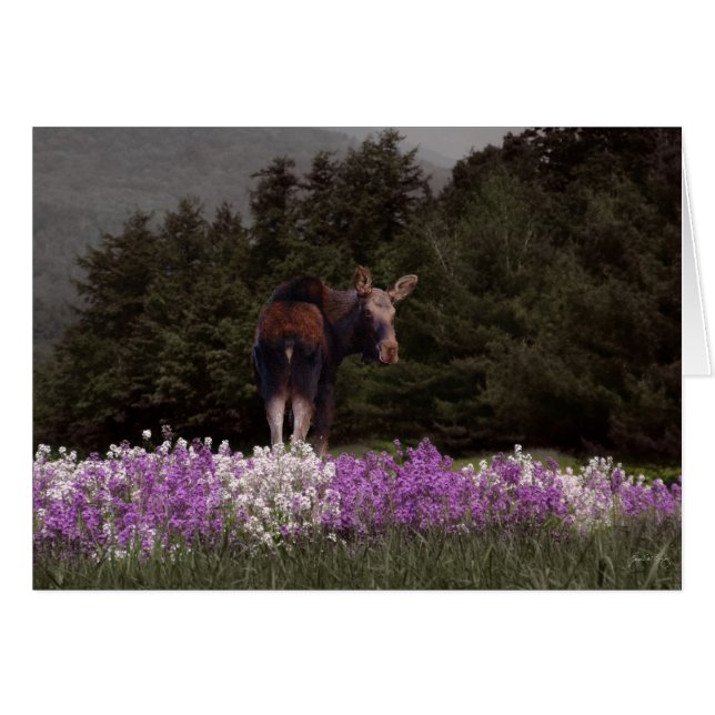 A Moose in the Phlox (Front Horizontal)