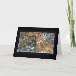 A Most Beautiful Tree Card
