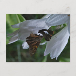 A Moth Date Postcard