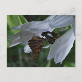 A Moth Date Postcard