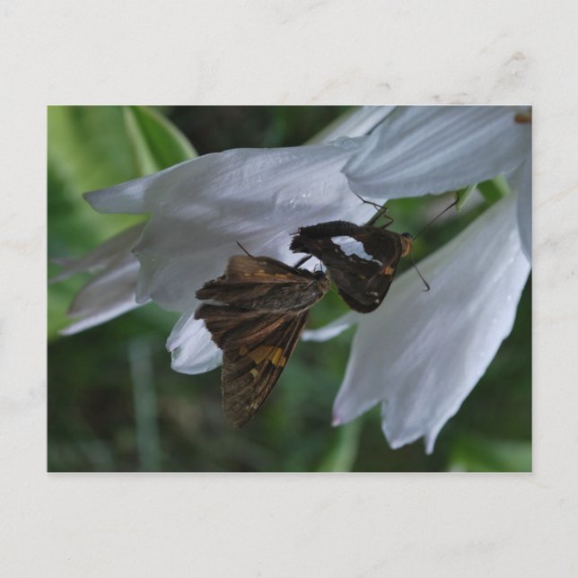 A Moth Date Postcard (Front)