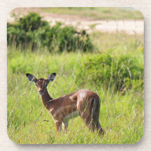 A Mother and her Calf