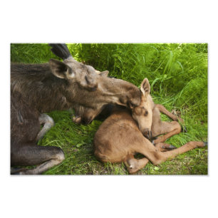 A Mother's Love Photo Print