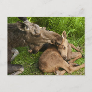 A Mother's Love Postcard