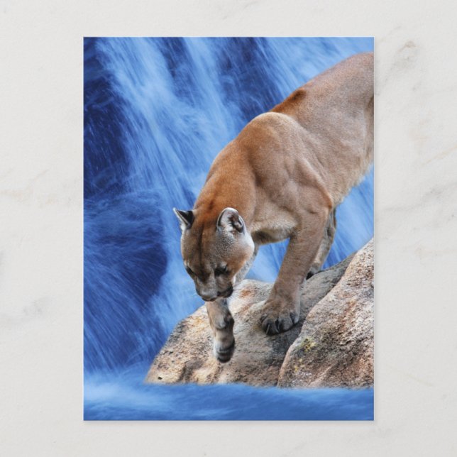 A mountain lion at the waterfall postcard (Front)