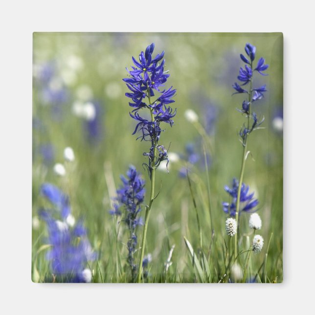 A mountain meadow of wildflowers including magnet (Front)