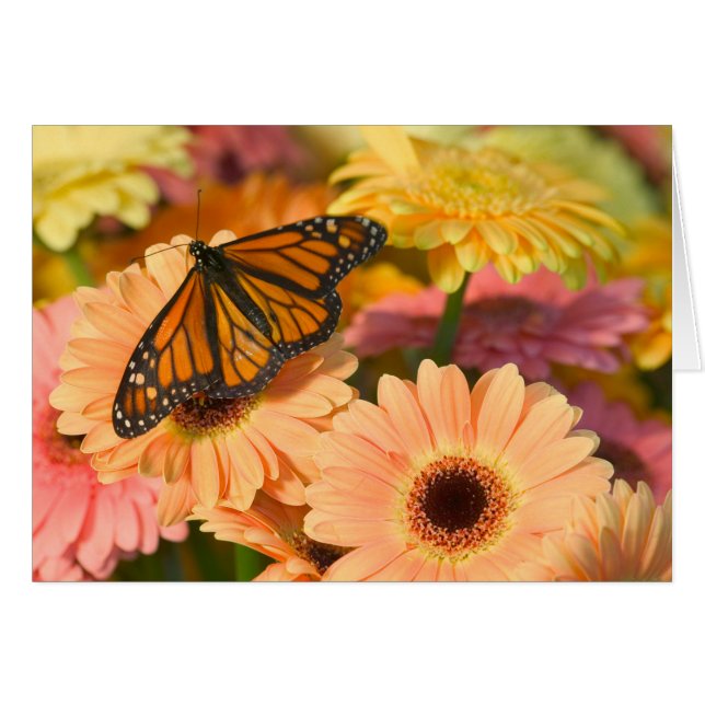 A Mourning Cloak Butterfly (Front Horizontal)