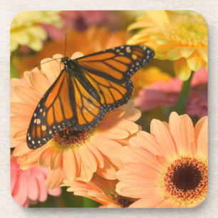 A Mourning Cloak Butterfly Coaster