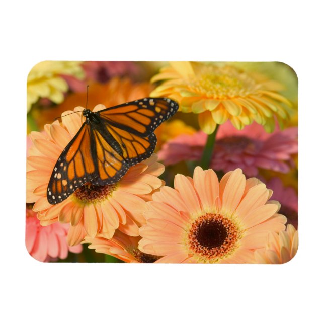 A Mourning Cloak Butterfly Magnet (Horizontal)