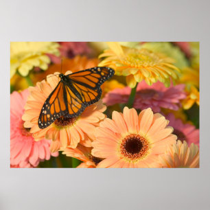 A Mourning Cloak Butterfly Poster
