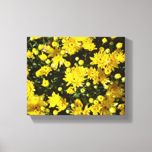 A Multitude of Yellow Mums Canvas Print