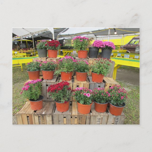 A "Mums for Sale" Postcard (Front)