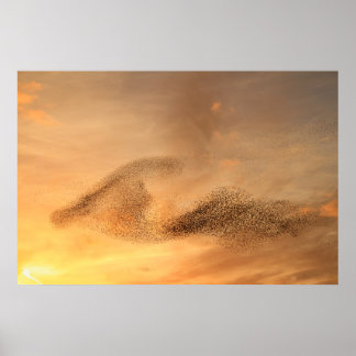 A Murmuration of Starling Print