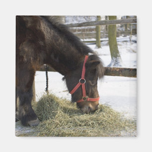 A native horse originally from Gotland where Magnet