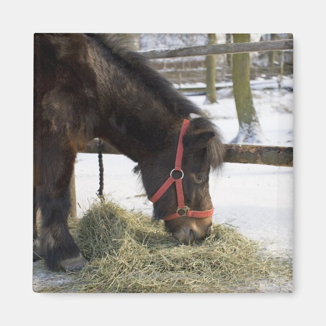 A native horse originally from Gotland where Magnet (Front)