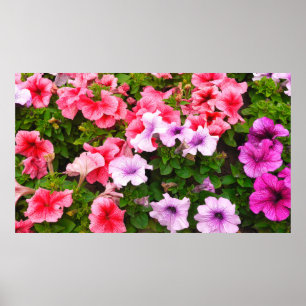 A nature photo is a beautiful petunia flower. Plan Poster