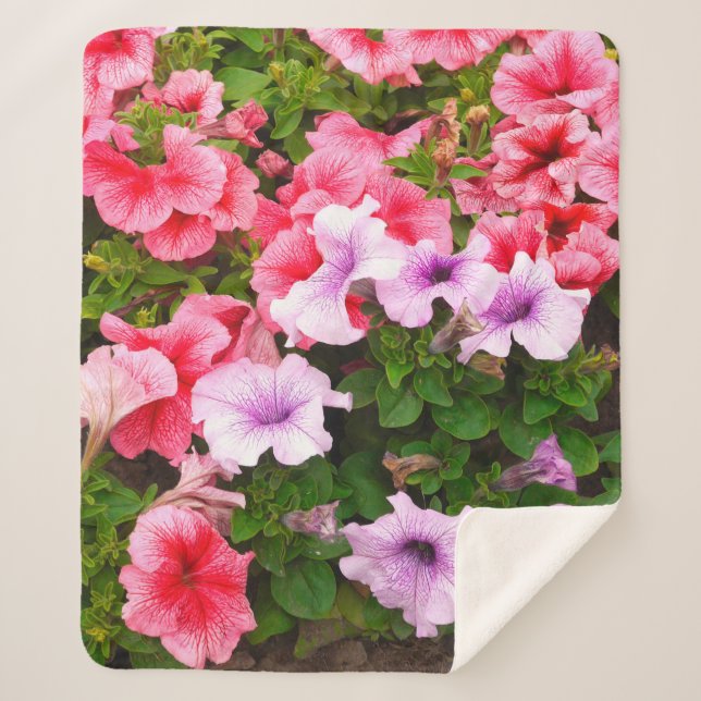 A nature photo is a beautiful petunia flower. Plan Sherpa Blanket (Front)
