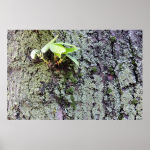 a new branch on the old tree poster
