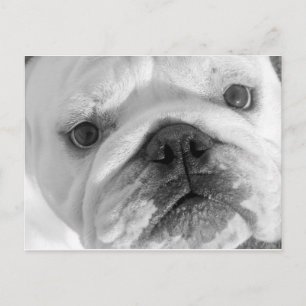 A New Friend Postcard