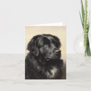 A Newfoundland Note Card