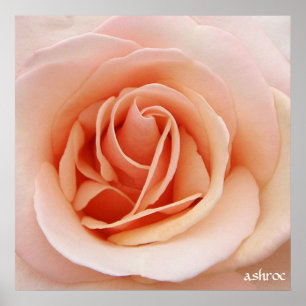 a nice pink rose poster
