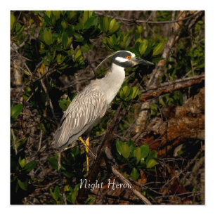  A night heron.   Photo Print