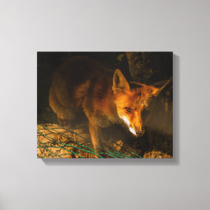 a nocturne meeting with a fox on stretched canvas print
