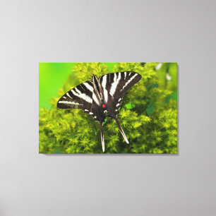 A North American Swallowtail Butterfly Canvas Print