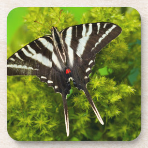 A North American Swallowtail Butterfly Coaster