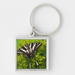 A North American Swallowtail Butterfly Key Ring