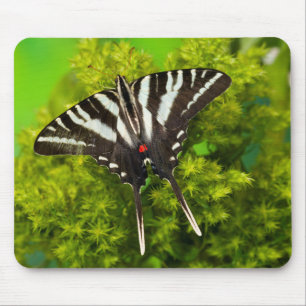 A North American Swallowtail Butterfly Mouse Mat