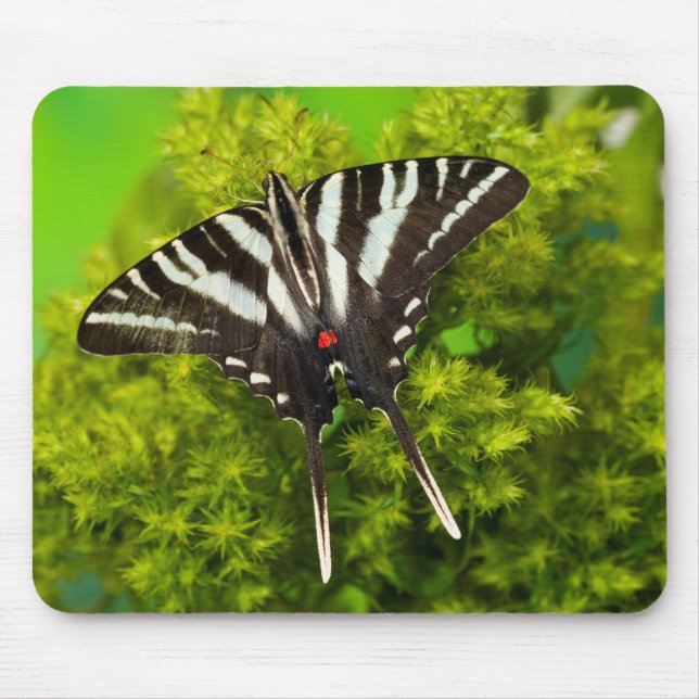 A North American Swallowtail Butterfly Mouse Mat (Front)