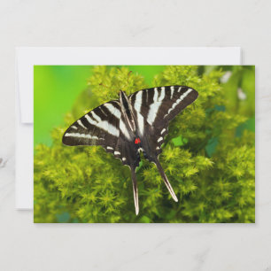 A North American Swallowtail Butterfly Thank You Card
