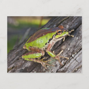 A Pacific treefrog perched on a log Postcard