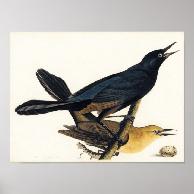 A Pair of Boat-Tailed Grackles Poster (Front)