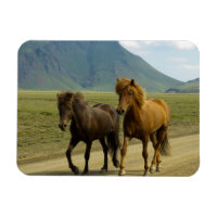 A Pair of Brown Icelandic Ponies