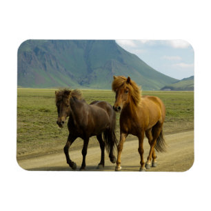 A Pair of Brown Icelandic Ponies Magnet