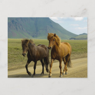 A Pair of Brown Icelandic Ponies Postcard