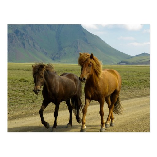 Image of A Pair of Brown Icelandic Ponies Postcard