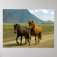 A Pair of Brown Icelandic Ponies