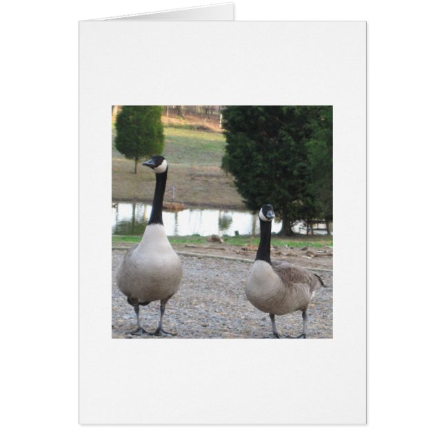 A Pair Of Canada Geese (Front)