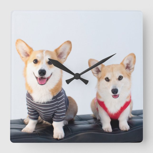 A Pair Of Corgis Sitting On A Bench Square Wall Clock (Front)