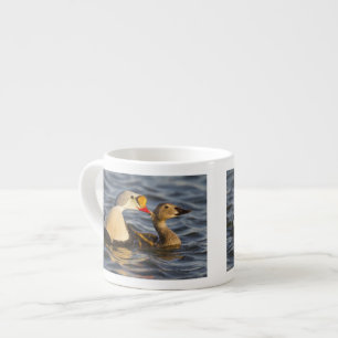 A pair of courting king eiders in a tundra pond espresso cup