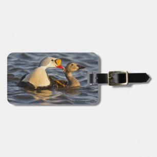 A pair of courting king eiders in a tundra pond luggage tag