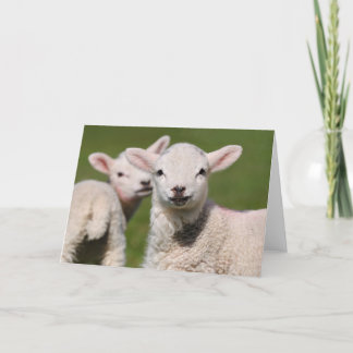 A pair of cute young lambs. card
